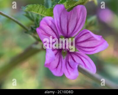 Nahaufnahme der Malvenblume, Malva sylvestris Stockfoto