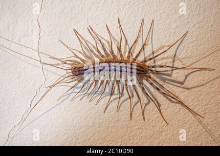 Haus Tausendfüßler, Scutigera coleoptrata Stockfoto