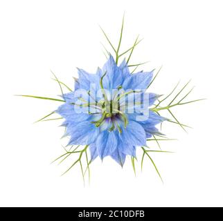 Nigella Damascena Blume isoliert auf weißem Hintergrund. Nahaufnahme. Stockfoto