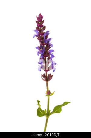 Zweig des Wiesenweiden (Salvia pratensis) mit Blüten und Blättern isoliert auf weißem Hintergrund. Stockfoto