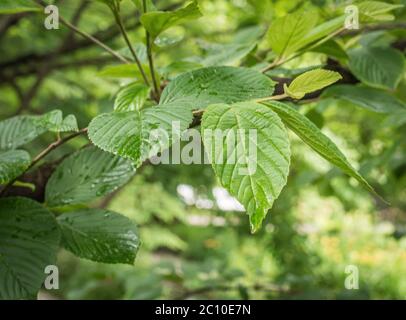 Viburnum plicatum Strauch mit frischem Laub - Blätter von Viburnum plicatum - Südtiroler Gärten, Norditalien Stockfoto