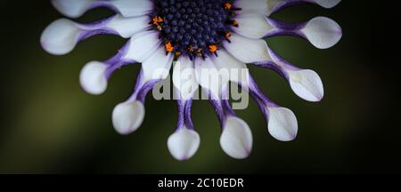 Nahaufnahme von weiß und lila Osteospermum ( African Daisy ) Stockfoto