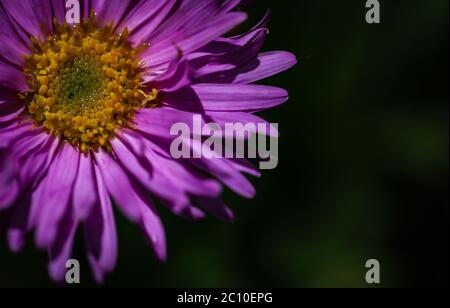 Nahaufnahme Aster Alpinus delikater Blütenkopf Stockfoto