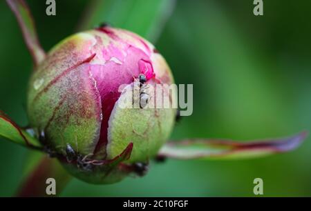 Nahaufnahme einer kleinen, ungeöffneten Magenta-Pfingstrosenkopfknospe mit Ameisen Stockfoto