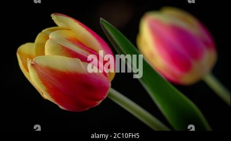 Rot und gelb blühende Tulpenköpfe Stockfoto