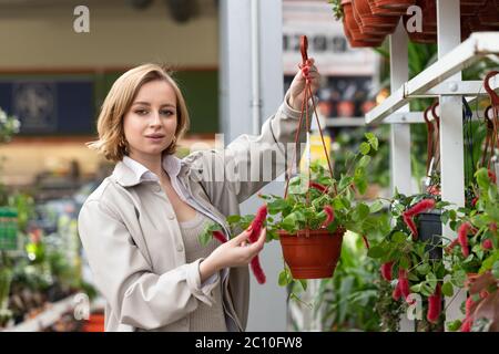 Junge Frau, die Akalifa Zimmerpflanze für ihr Haus/Wohnung im Gewächshaus oder Gartencenter wählt, berührt die Pflanze mit ihrer Hand, hält hängende Blume Stockfoto