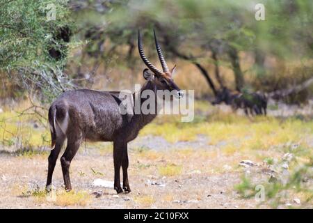 Eine Antilope mitten in der Savanne Kenias Stockfoto