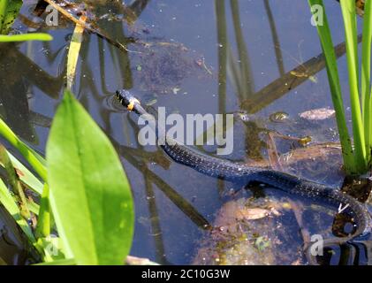 Schwarze Schlange natrix Natriks schwimmt auf einem Wasser Stockfoto