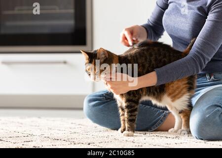 Frau Besitzerin kämmend, kratzend ihre Katze. Kämmen Sie Haare. Stockfoto