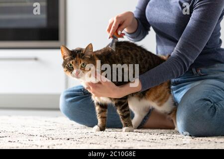 Frau Besitzerin kämmend, kratzend ihre Katze. Kämmen Sie Haare. Stockfoto