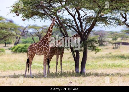 Die Giraffen fressen Blätter von den Akazien Stockfoto