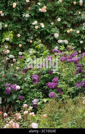 Rosenanbau in einem Garten im ländlichen Shropshire, England, Großbritannien. Stockfoto