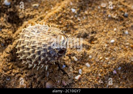 Dead Puffer Fisch am Strand gewaschen. Langdornschweinfische auch als Stachelballonfische bekannt - Diodon holocanthus auf Strandsand. Stockfoto