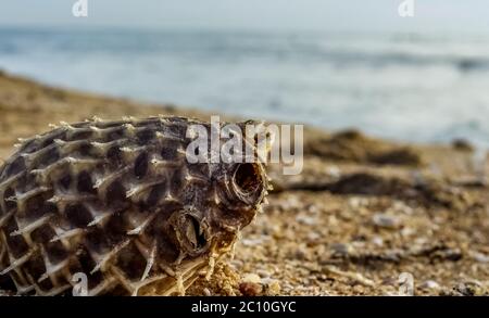 Dead Puffer Fisch am Strand gewaschen. Langdornschweinfische auch als Stachelballonfische bekannt - Diodon holocanthus auf Strandsand. Stockfoto