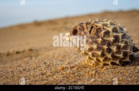 Dead Puffer Fisch am Strand gewaschen. Langdornschweinfische auch als Stachelballonfische bekannt - Diodon holocanthus auf Strandsand. Stockfoto