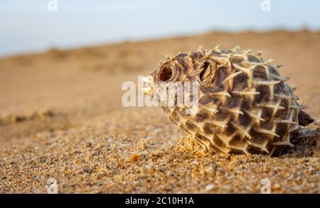 Dead Puffer Fisch am Strand gewaschen. Langdornschweinfische auch als Stachelballonfische bekannt - Diodon holocanthus auf Strandsand. Stockfoto