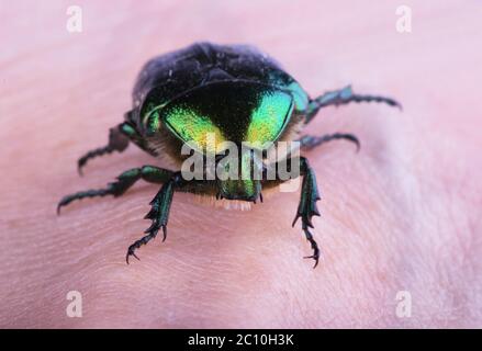 Grüner Käfer. Rosé-Chafer cetonia aurata Stockfoto