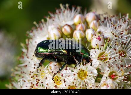 Grüner Käfer. Rose chafer cetonia aurata auf Blume Stockfoto