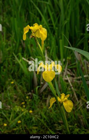 Blüte von Iris pseudacorus im Moor Montenero. Montenero Valcocchiara, Molise Region, Italien, Erurope Stockfoto