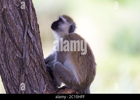 Ein Affe mit einem schwarzen Gesicht sitzt auf einem Baum Stockfoto
