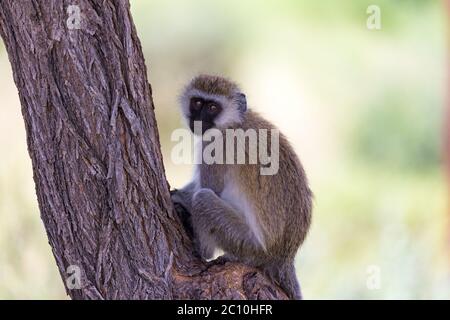 Ein Affe mit einem schwarzen Gesicht sitzt auf einem Baum Stockfoto