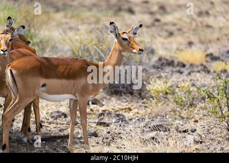 Die Grant Gazelle grast in der Weite der kenianischen Savanne Stockfoto
