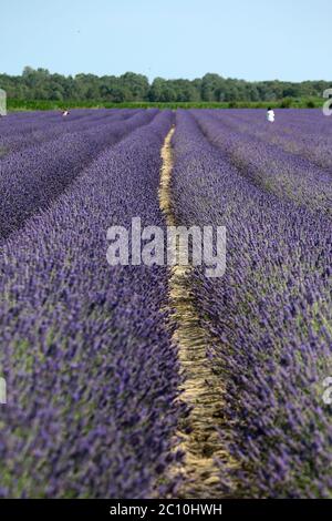 Der Lavendel des Deltas in Porto tolle hat seine erste Blüte erreicht, die seit seiner Erwartung für 2021 erwartet wurde. Drei Hektar Land bewirtschaften Stockfoto