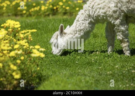 Baby lama Fütterung auf Gras mit gelben Blumen umgeben Stockfoto