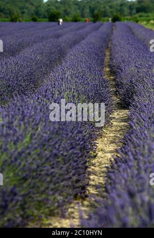 Der Lavendel des Deltas in Porto tolle hat seine erste Blüte erreicht, die seit seiner Erwartung für 2021 erwartet wurde. Drei Hektar Land bewirtschaften Stockfoto