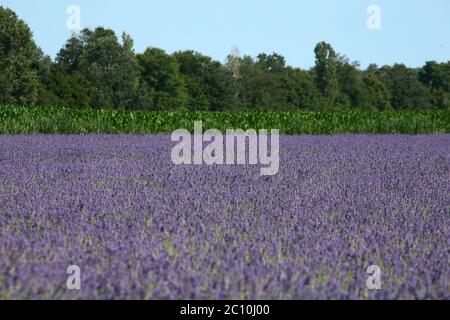 Der Lavendel des Deltas in Porto tolle hat seine erste Blüte erreicht, die seit seiner Erwartung für 2021 erwartet wurde. Drei Hektar Land bewirtschaften Stockfoto