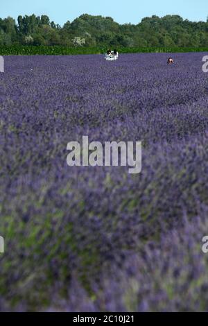 Der Lavendel des Deltas in Porto tolle hat seine erste Blüte erreicht, die seit seiner Erwartung für 2021 erwartet wurde. Drei Hektar Land bewirtschaften Stockfoto