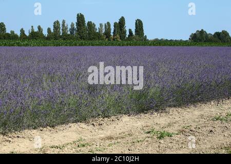 Der Lavendel des Deltas in Porto tolle hat seine erste Blüte erreicht, die seit seiner Erwartung für 2021 erwartet wurde. Drei Hektar Land bewirtschaften Stockfoto