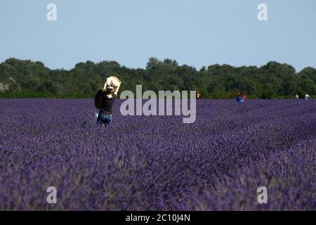 Der Lavendel des Deltas in Porto tolle hat seine erste Blüte erreicht, die seit seiner Erwartung für 2021 erwartet wurde. Drei Hektar Land bewirtschaften Stockfoto