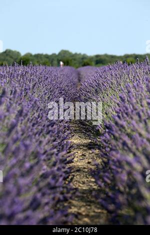 Der Lavendel des Deltas in Porto tolle hat seine erste Blüte erreicht, die seit seiner Erwartung für 2021 erwartet wurde. Drei Hektar Land bewirtschaften Stockfoto