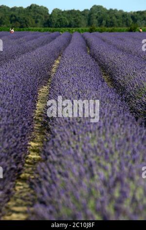 Der Lavendel des Deltas in Porto tolle hat seine erste Blüte erreicht, die seit seiner Erwartung für 2021 erwartet wurde. Drei Hektar Land bewirtschaften Stockfoto