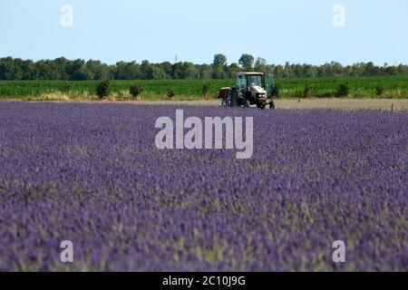 Der Lavendel des Deltas in Porto tolle hat seine erste Blüte erreicht, die seit seiner Erwartung für 2021 erwartet wurde. Drei Hektar Land bewirtschaften Stockfoto