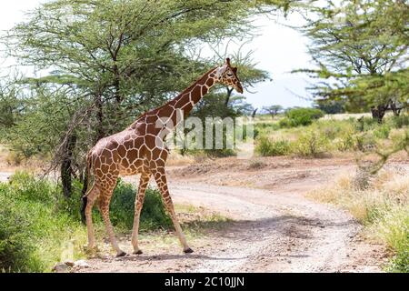 Eine Giraffe überquert einen Pfad in der Savanne Stockfoto