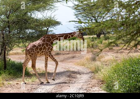 Eine Giraffe überquert einen Pfad in der Savanne Stockfoto