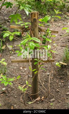 Kadsura japonica Pflanze. Glänzende immergrüne Pflanze, dunkelgrünes Laub wird im Herbst rot und lila. Kadsura japonica ist ein immergrüner Kletterer, der wächst Stockfoto