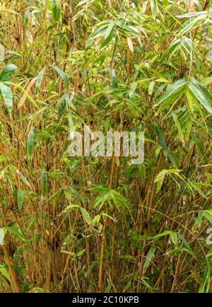 Multiplexende bambusa, Heckenbambus. Alphonse Karr Gelber Klapphecken Bambus  - Bambusa Multiplex Stockfotografie - Alamy