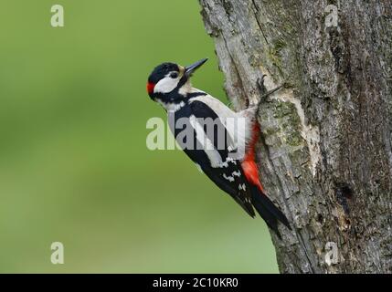 Großer Specht, Dendrocopos Major, männlich, am Baumstamm, lancashire, Großbritannien Stockfoto