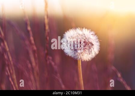 Löwenzahn Blume wächst im Feld während des Sonnenuntergangs Stockfoto