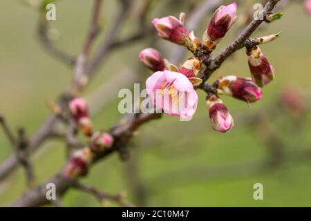 Detail der blühenden prunus dulcis rosa Blüten Stockfoto