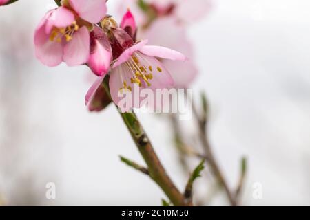 Detail der blühenden prunus dulcis rosa Blüten Stockfoto