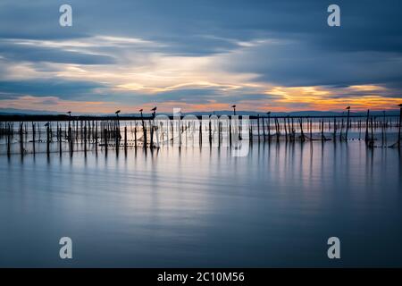 Silhouette von Vögeln auf Pole in der Abenddämmerung stehend in der Albufera in Valencia, eine Süßwasser-Lagune und die Mündung im Osten von Spanien. Lange Belichtung. Stockfoto