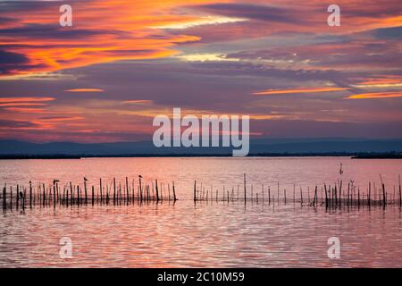 Silhouette von Vögeln, die in der Abenddämmerung auf Stangen stehen, in der Albufera in Valencia, einer Süßwasserlagune und Mündung in Ostspanien. Stockfoto