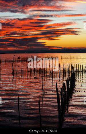 Silhouette von Vögeln, die in der Abenddämmerung auf Stangen stehen, in der Albufera in Valencia, einer Süßwasserlagune und Mündung in Ostspanien. Stockfoto