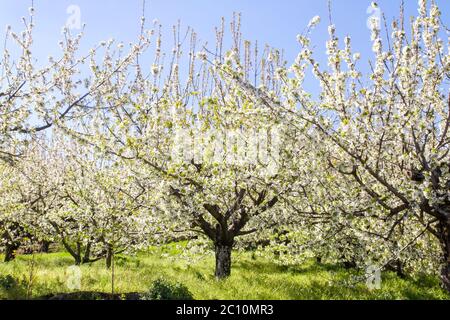 Kirschblüten im Frühling in Valle del Jerte, Extremadura, Spanien Stockfoto