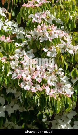 England, Großbritannien. Juni 2020. Frühsommer in einem englischen Landgarten ein Berg Dogwood Baum in voller Blüte mit Bracks wechselnden Farbe Stockfoto