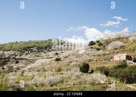 Kirschblüten im Frühling in Valle del Jerte, Extremadura, Spanien Stockfoto